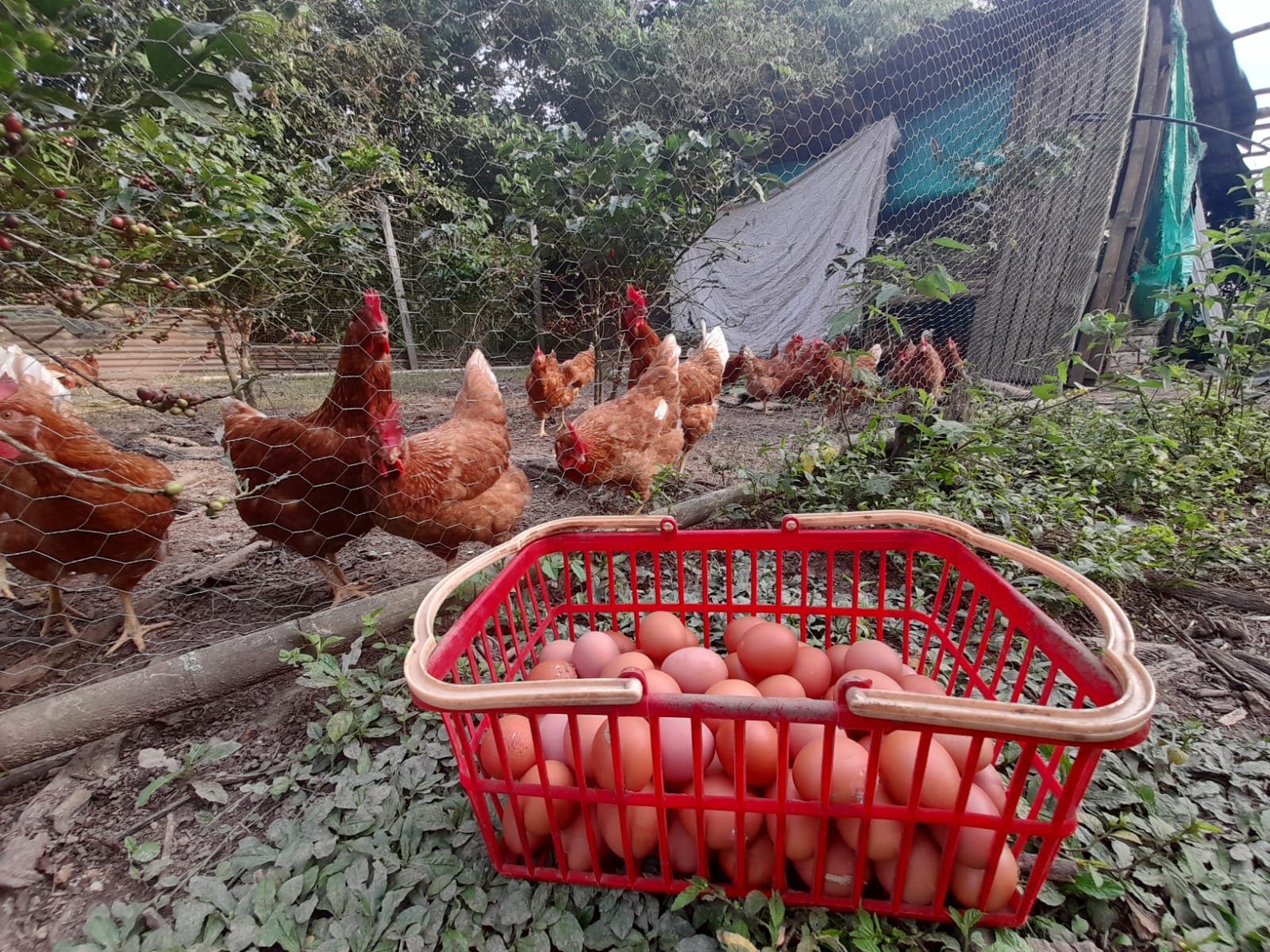 La gallina feliz